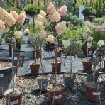Hortenzia metlinatá (Hydrangea paniculata) ´VANILLE FRAISE´® - výška 120-140 cm, kont. C5L - NA KMIENKU